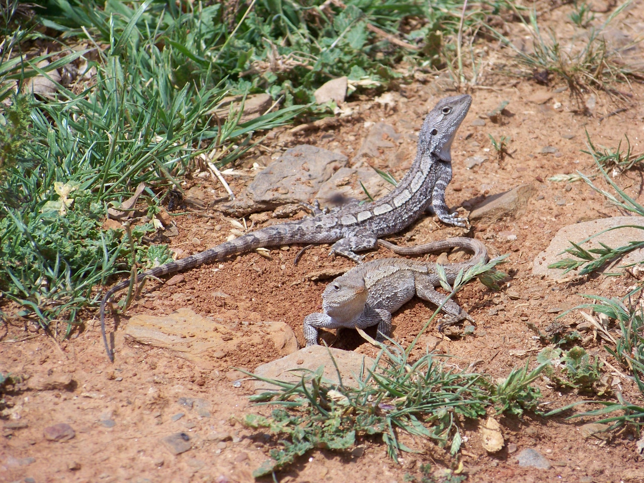 pair of lizards