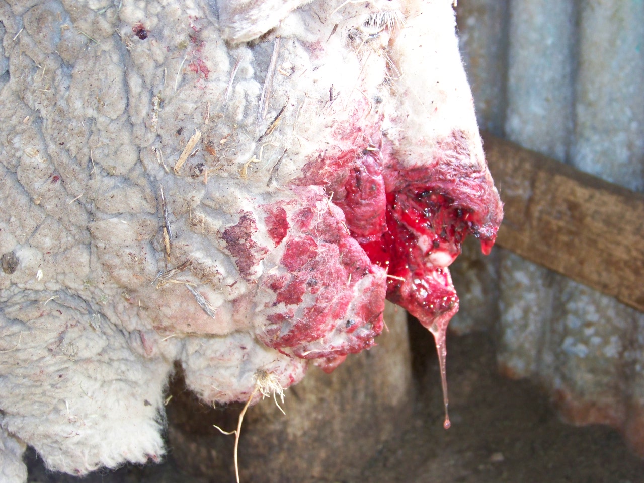 sheep face showing exposed teeth