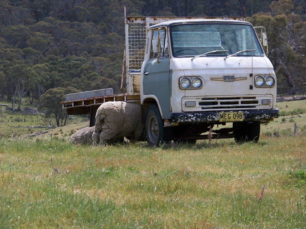 sheep sheltering under truck tray.